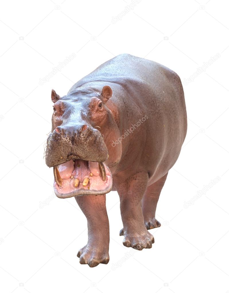hippopotamus isolated on white background
