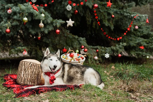 Χαριτωμένο Σιβεριανό Χάσκι Χριστουγεννιάτικο Κασκόλ Στο Λαιμό Κάθεται Μια Κόκκινη — Φωτογραφία Αρχείου