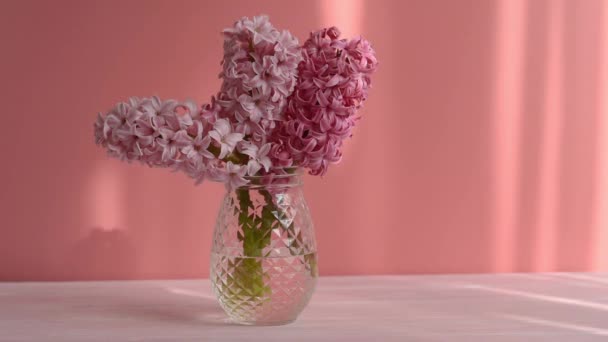 Kompozycja Kwiatów Różowym Hiacyntem Różowym Tle Ściany Bukiet Wiosenny Kwiat — Wideo stockowe
