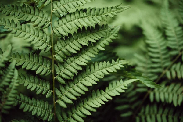 Felce Verde Foglie Petali Sfondo Fogliame Verde Intenso Foglia Tropicale — Foto Stock