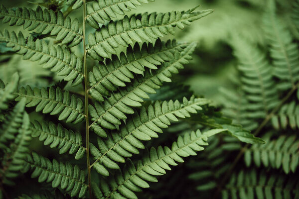 green fern leaves petals background. Deep green foliage. Tropical leaf. Exotic forest plant. Botany concept. Ferns jungles close up. jungle atmosphere and calm zen meditation