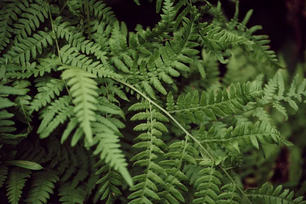 Green Fern Leaves Petals Background Deep Green Foliage Tropical Leaf — Stock Photo, Image