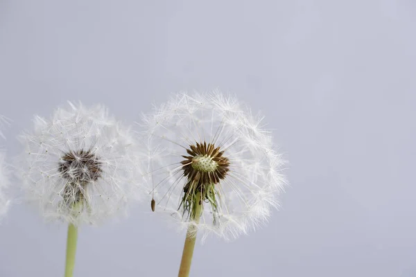 Macro Diente León Fondo Gris Libertad Para Desear Primer Plano —  Fotos de Stock