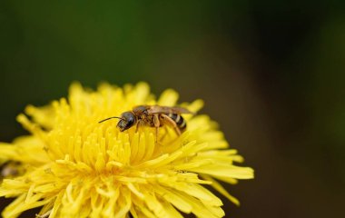 Sarı çiçekli karahindiba üzerinde bal toplayan arıya yaklaşın. Yumuşak, çözünmüş yeşil arka plana karşı. Uzayı kopyala Arı karahindibadan polen toplamakla meşgul.
