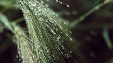 Yeşil çimenlere yağmur damlaları düşer. Bahar çimlerinde taze sabah çiği. Doğal arkaplan sığ DOF ile makroyu kapat