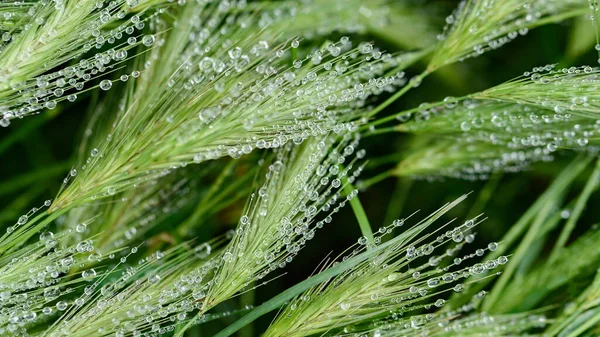 Hujan Turun Rumput Hijau Embun Pagi Yang Segar Rumput Musim — Stok Foto