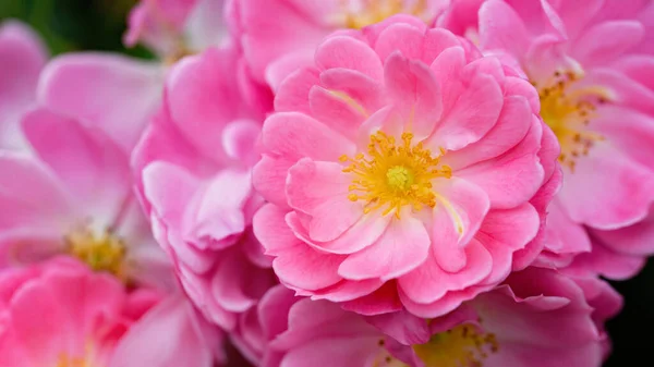 Něžné Růžové Čajové Růže Pozadí Detailní Makro Letních Květin Selektivní — Stock fotografie