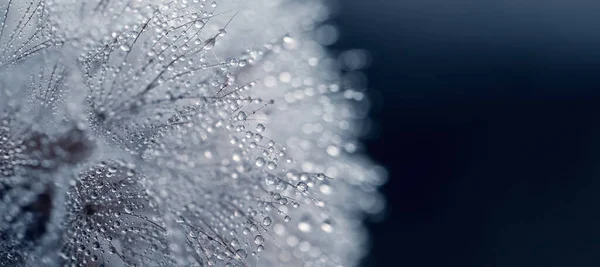 Schöne Tautropfen Auf Einem Löwenzahn Makro Schöne Weiche Blaue Hintergrund — Stockfoto