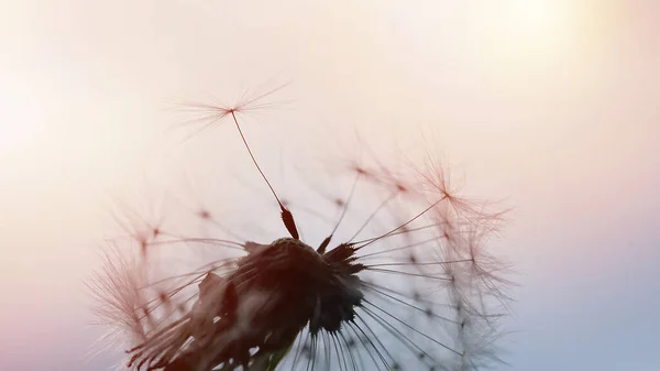 Maskros Vid Solnedgången Frihet Att Önska Maskros Siluett Fluffig Blomma — Stockfoto