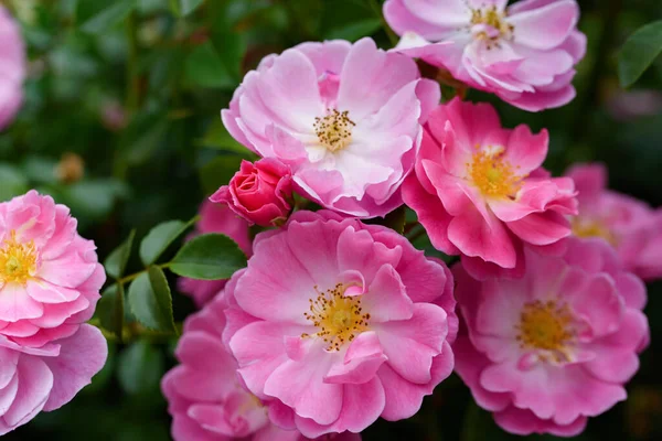 Zarte Rosa Teerosen Hintergrund Nahaufnahme Makro Der Sommerblume Selektiver Fokus — Stockfoto