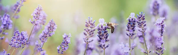 Abelha Poliniza Flores Lavanda Decadência Planta Com Insetos Lavanda Ensolarada — Fotografia de Stock