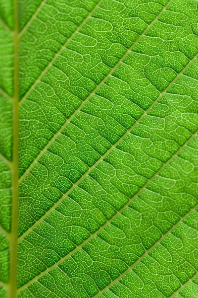 Extrema Textura Perto Veias Folha Luz Fundo Folha Verde Fresco — Fotografia de Stock