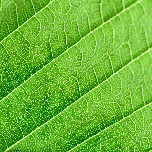 Texture Extrêmement Proche Des Nervures Foliaires Rétro Éclairage Vert Frais — Photo