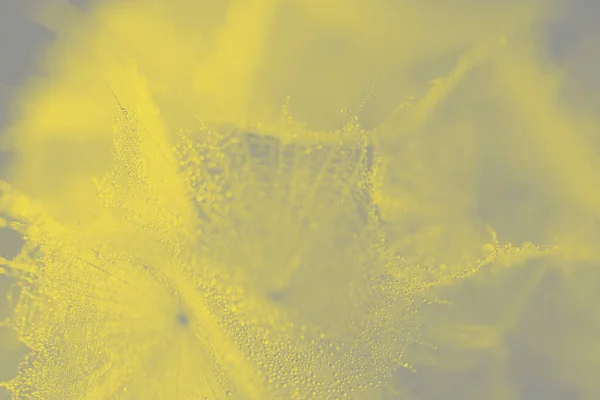 Dandelion Yellow Background 2021 Trendy Color Freedom Wish Seed Macro — Stock Photo, Image