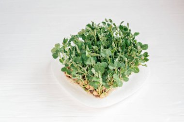 mikroyeşil bitki örtüsü. 8 günlük ayçiçeği filizinin kapanışı. Evde tohum yetiştirme. Vejetaryen ve sağlıklı beslenme konsepti. Yüksek kaliteli organik bitki tohumundan filizlenmiş fesleğen..