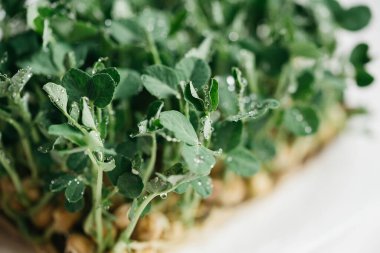 mikroyeşil bitki örtüsü. 8 günlük ayçiçeği filizinin kapanışı. Evde tohum yetiştirme. Vejetaryen ve sağlıklı beslenme konsepti. Yüksek kaliteli organik bitki tohumundan filizlenmiş fesleğen..