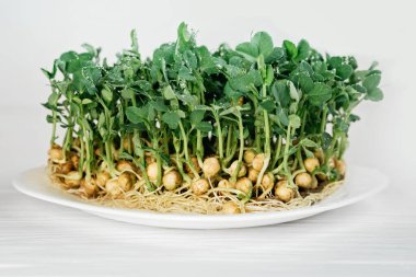 mikroyeşil bitki örtüsü. 8 günlük ayçiçeği filizinin kapanışı. Evde tohum yetiştirme. Vejetaryen ve sağlıklı beslenme konsepti. Yüksek kaliteli organik bitki tohumundan filizlenmiş fesleğen..