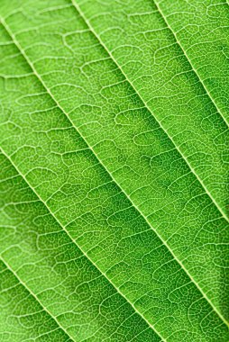 Yaprak damarlarının aşırı yakın dokusu. Taze yeşil yaprak. Arka planda fotokopi alanı olan güneş ışığı doğal yeşil bitkiler manzara, ekoloji, yeni duvar kağıdı konsepti. makro