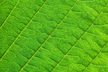 Yaprak damarlarının aşırı yakın dokusu. Taze yeşil yaprak. Arka planda fotokopi alanı olan güneş ışığı doğal yeşil bitkiler manzara, ekoloji, yeni duvar kağıdı konsepti. makro