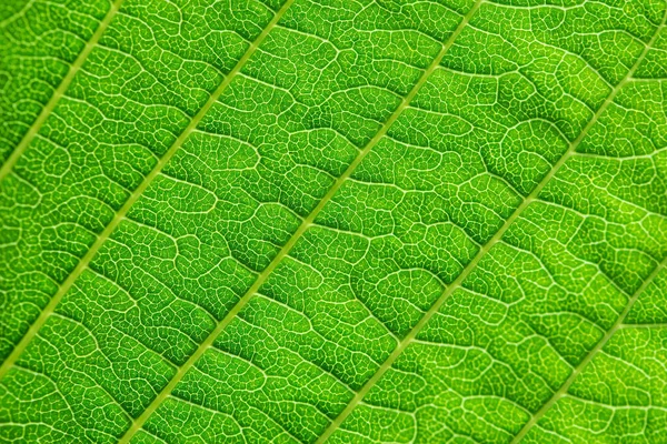 Extreme Nahbeschaffenheit Der Blattadern Hintergrundbeleuchtung Frisches Grünes Blatt Morgensonne Mit — Stockfoto