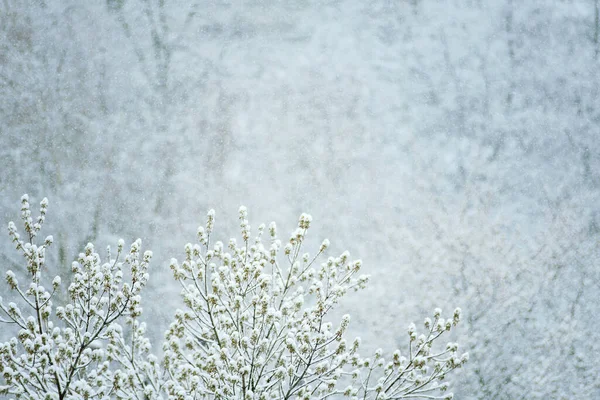 Erster Schnee Zweige Die Winter Mit Schneeweißem Frost Bedeckt Sind — Stockfoto