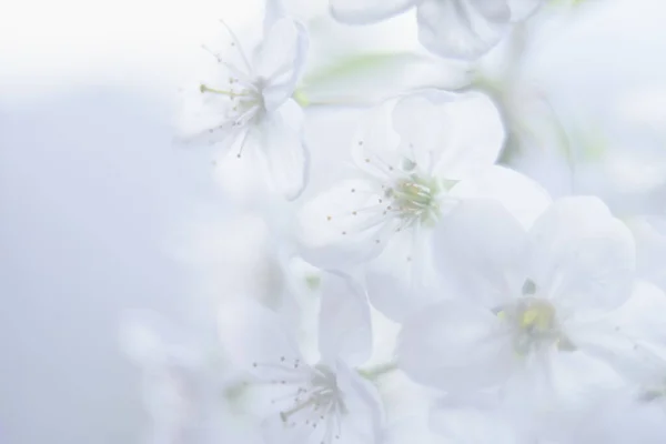 Όμορφο Τοπίο Κεράσι Floral Άνοιξη Αφηρημένο Φόντο Της Φύσης Υποκαταστήματα — Φωτογραφία Αρχείου