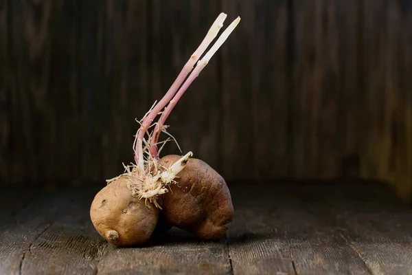 Brotou Batata Orgânica Feia Fundo Madeira Fecha Batatas Flácidas Enrugadas — Fotografia de Stock