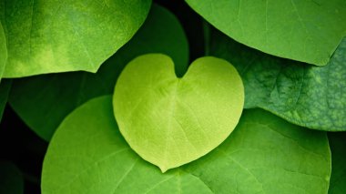 Asma bitkisinin yeşil kalp şeklinde yaprakları. Yeşil yapraklı kalp şeklinde romantik bir arkaplan.
