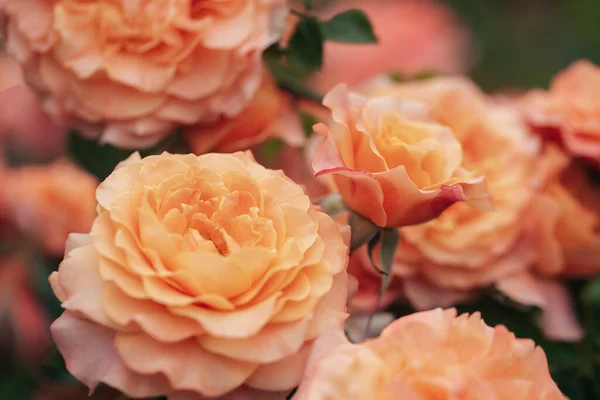 Jemné Oranžové Růže Pozadí Detailní Makro Letních Květin Selektivní Soustředění — Stock fotografie