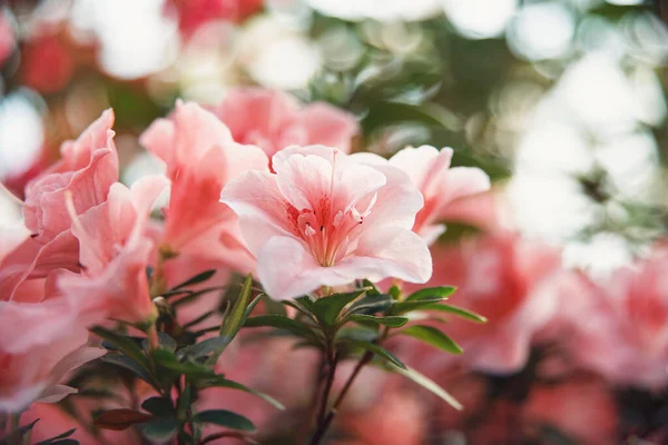 Blooming Híbrido Azalia Rhododendron Hibrida Seleção Uma Estufa Fundo Flor — Fotografia de Stock