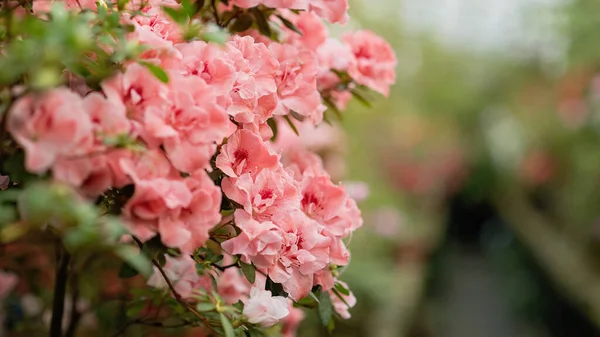 Kvetoucí Hybridní Azalia Rhododendron Výběr Hybridum Skleníku Květinové Pozadí Jemné — Stock fotografie