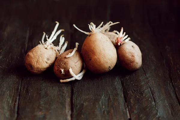 Germogliato Brutta Patata Biologica Sfondo Legno Chiudete Patate Flaccide Rugose — Foto Stock