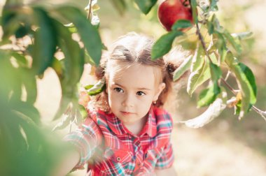 Sonbaharda çiftlikte elma toplayan bir çocuk. Ağaç bahçesinde oynayan küçük kız. Sağlıklı beslenme. Tatlı küçük kız kırmızı lezzetli meyve yiyor. Hasat Konsepti. Elma toplama.