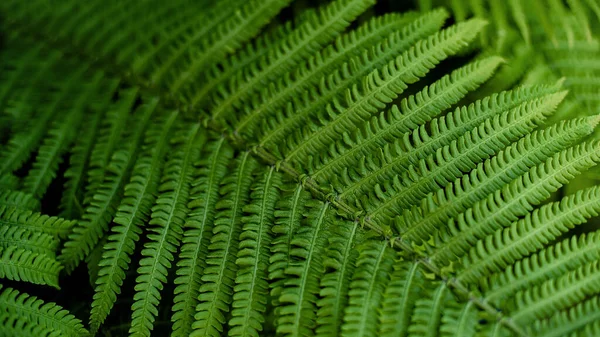 Green Fern Leaves Petals Background Vibrant Green Foliage Tropical Leaf — Stock Photo, Image