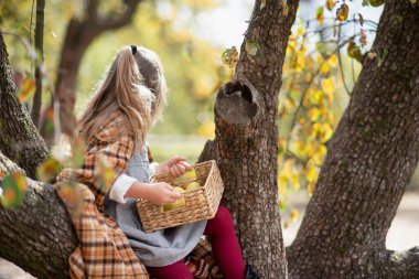 Sonbaharda çiftlikte armut toplayan bir çocuk. Armut ağacında oynayan küçük bir kız. Sağlıklı beslenme. Tatlı küçük kız kırmızı lezzetli armut yiyor. Hasat Konsepti. armut toplama.