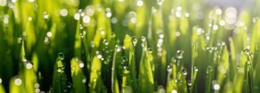 Islak, yeşil çimenler ve doğal çiğ çimleri. Güzel su yaprakların üzerine güneş ışığı, saflığın ve doğanın tazeliğinin görüntüsü, kopyalama alanı. Makro. Sığ DOF. panorama