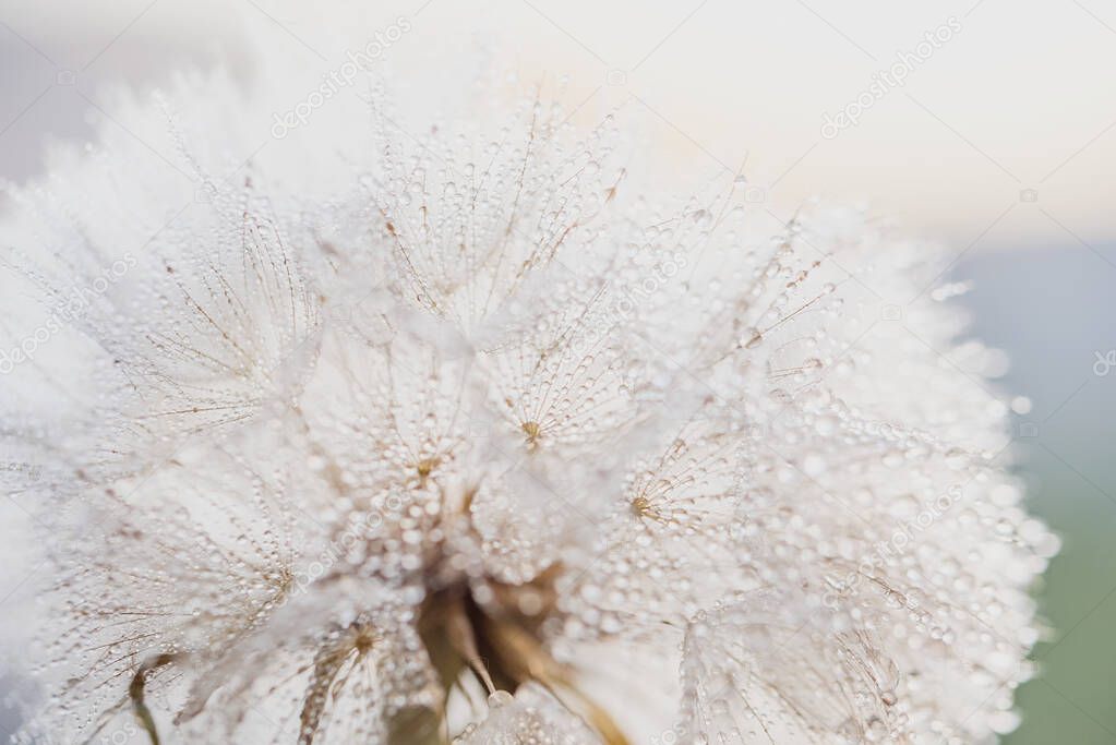 Macro nature. Beautiful dew drops on dandelion seed macro. Beautiful soft background. Water drops on parachutes dandelion. Copy space. soft focus on water droplets. circular shape, abstract background