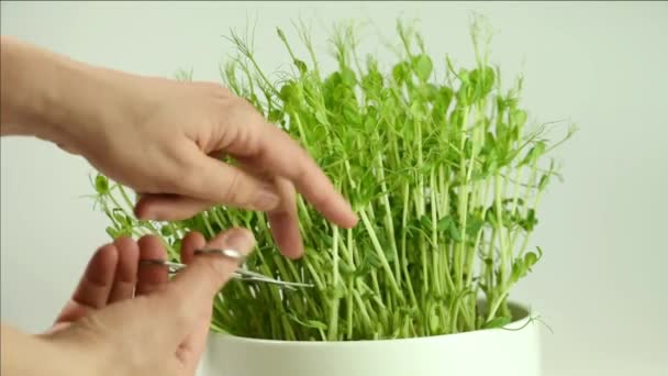 Mikro Grüne Frische Erbsensprossen Isoliert Auf Weiß Gesunde Und Frische — Stockvideo