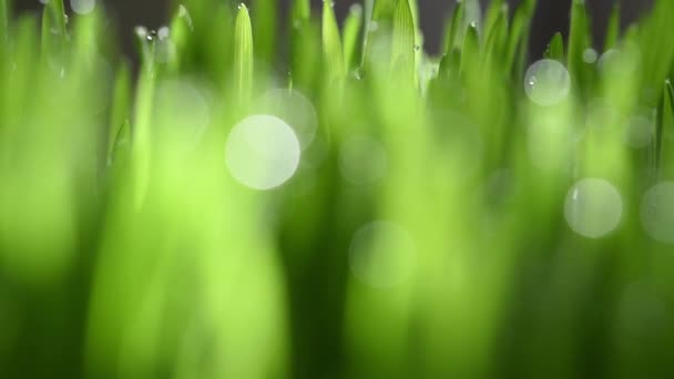 Herbe Verte Humide Printanière Avec Gouttes Rosée Belles Gouttes Eau — Video