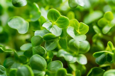 mikroyeşil bitki örtüsü. 6 günlük turpun yakın çekimi. Evde tohum yetiştirme. Vejetaryen ve sağlıklı beslenme konsepti. Yüksek kaliteli organik bitki tohumundan filizlenmiş turp..