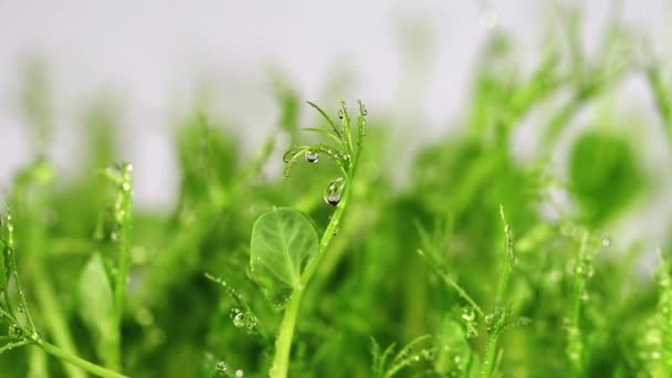 Brotos Ervilha Verde Micro Frescos Isolados Branco Alimentos Veganos Saudáveis — Vídeo de Stock