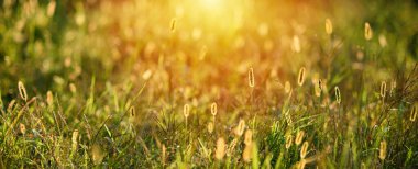 Soyut Yaz manzarası. Gün batımında çimen, güneş ışığı, çayır yaz çiçekleri....