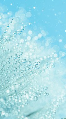 Soyut makro fotoğraf karahindiba çiçeği tohumları ve su damlaları. Masaüstü için yumuşak odaklı yakın plan. Pasta mavisi tonlar. Duvar kağıdı için yazdır. Çiçekli fantezi tasarımı. Dikey telefon