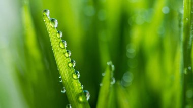 Çiyli, nemli bahar yeşili çim arka plan. Güneş ışığında yaprakların üzerine doğal güzel su damlaları, doğanın saflığı ve tazeliği, kopyalama alanı. Ekoloji, yeni duvar kağıdı kavramı.