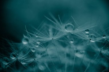 Makro doğa. Karahindiba tohumlu makronun üzerine çiy damlaları düşer. Güzel, yumuşak bir arka plan. Su paraşüt karahindiba üzerine düşer. Uzayı kopyala Su damlacıklarına odaklanın. dairesel şekil, soyut arkaplan