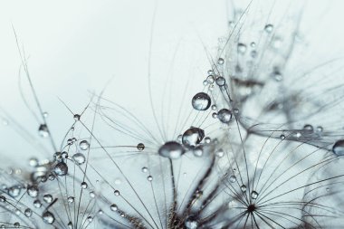 Makro doğa soyut arka plan. Karahindiba tohumlu makronun üzerine çiy damlaları düşer. yumuşak arka plan. Su paraşüt karahindiba üzerine düşer. Uzayı kopyala Su damlacıklarına yumuşak sekstif odaklanma. dairesel şekil