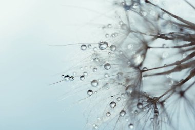 Makro doğa soyut arka plan. Karahindiba tohumlu makronun üzerine çiy damlaları düşer. yumuşak arka plan. Su paraşüt karahindiba üzerine düşer. Uzayı kopyala Su damlacıklarına yumuşak sekstif odaklanma. dairesel şekil