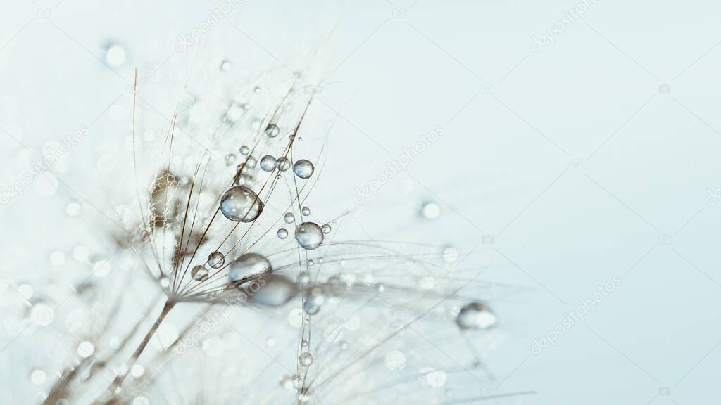 Macro nature abstract background. Beautiful dew drops on dandelion seed macro. soft background. Water drops on parachutes dandelion. Copy space. soft sekective focus on water droplets. circular shape