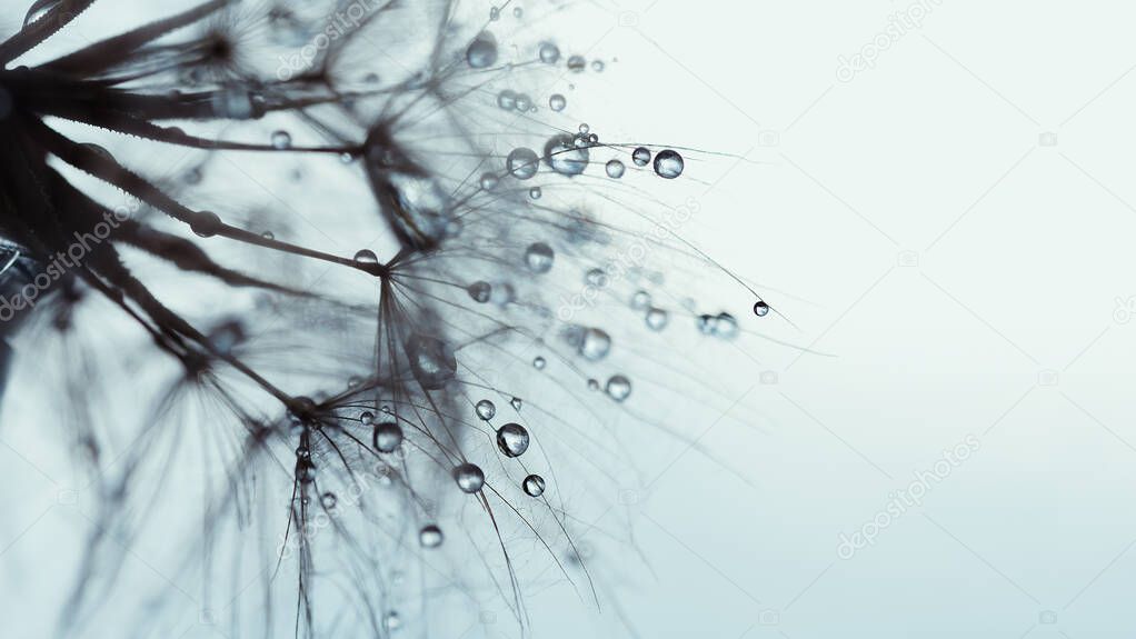 Macro nature abstract background. Beautiful dew drops on dandelion seed macro. soft background. Water drops on parachutes dandelion. Copy space. soft sekective focus on water droplets. circular shape