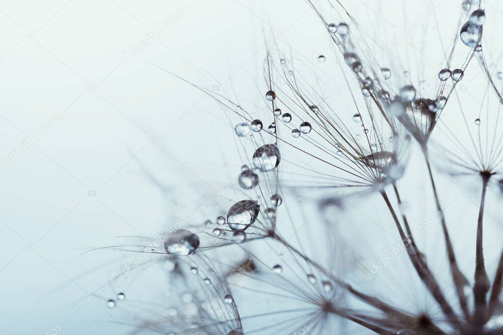 Macro nature abstract background. Beautiful dew drops on dandelion seed macro. soft background. Water drops on parachutes dandelion. Copy space. soft sekective focus on water droplets. circular shape